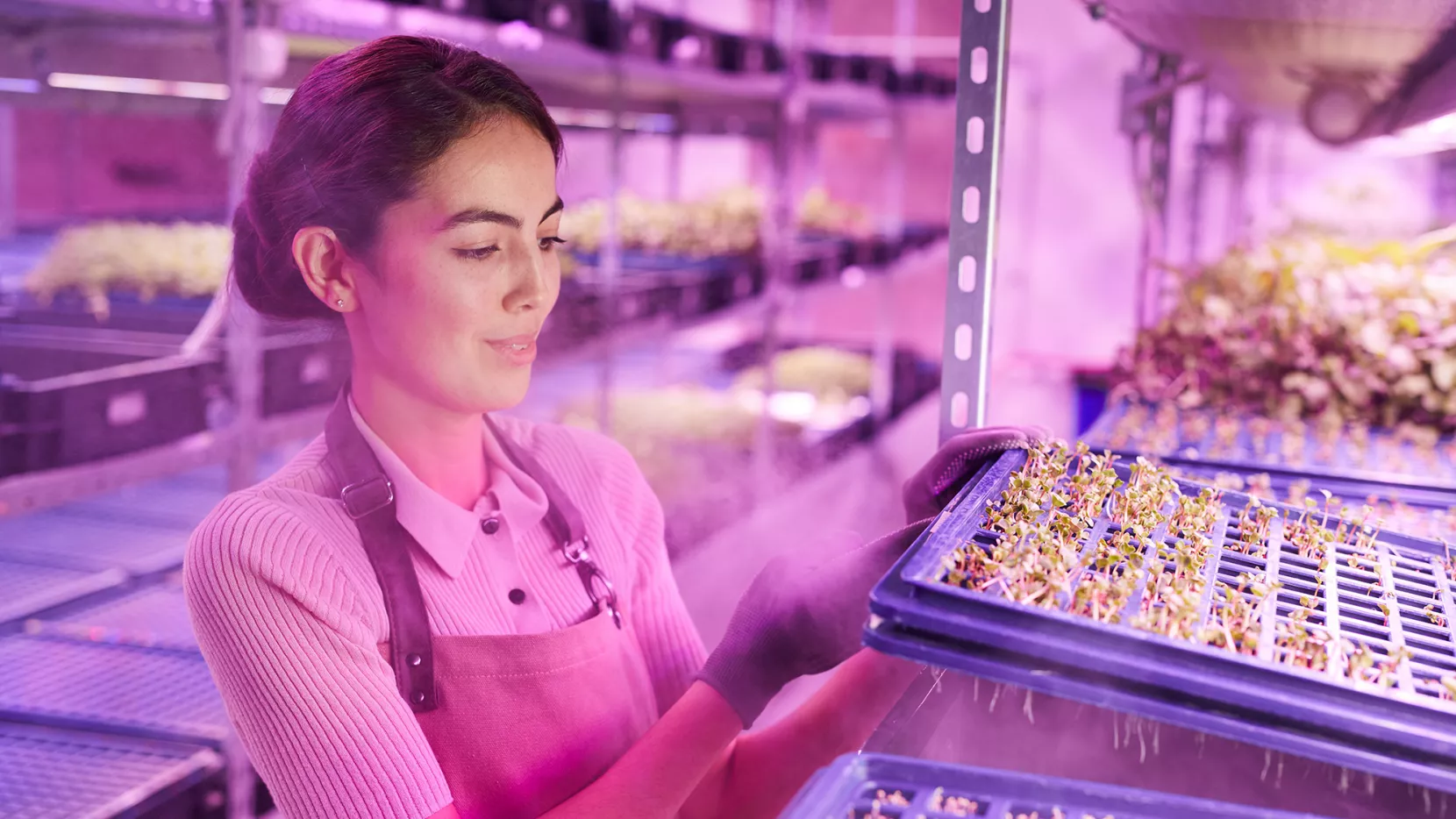 Een vrouw is aan het werk in een kas met roze licht, werkzaamheden die vallen onder de kansrijke beroepen